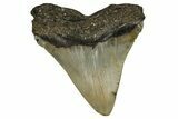Serrated, Fossil Megalodon Tooth - North Carolina #190646-1